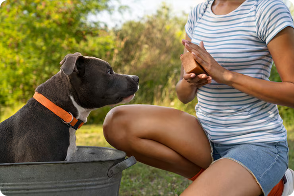 Éducation canine_combien de temps par jour faut-il y consacrer