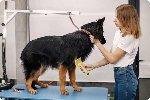Quel matériel de tonte choisir pour vos animaux