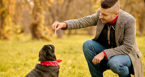 Éducation canine positive_pourquoi la dominance est un mythe