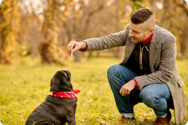 Éducation canine positive : pourquoi la dominance est un mythe ?