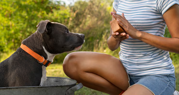 Éducation canine_combien de temps par jour faut-il y consacrer